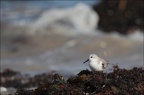 Bécasseau sanderling 08-03-20 07