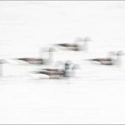 Rêver d'ailes
