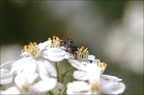 Carrhotus xanthogramma 16-04-20 112