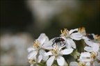 Carrhotus xanthogramma 16-04-20 119