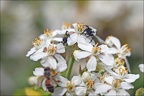 Carrhotus xanthogramma 16-04-20 53