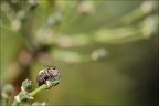 Le coin du naturaliste