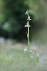 Ophrys apifera 05-05-20 002