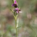Ophrys fuciflora IV