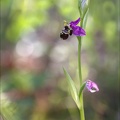 Ophrys fuciflora V
