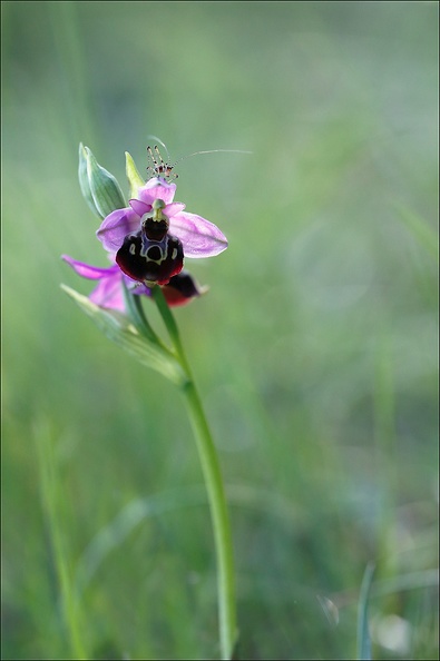 Ophrys fuciflora.jpg