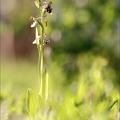 Ophrys apifera (2)