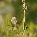 Ophrys apifera-m.jpg