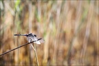 Orthetrum cancellatum