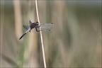 Orthetrum cancellatum