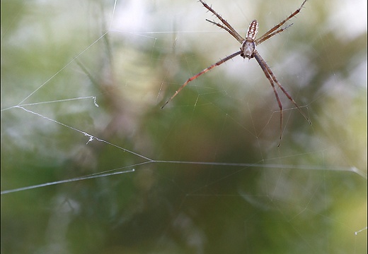 Argiope bruennichi 04-08-20 02 (1477 visits) Argiope bruennichi 04-08-20 02