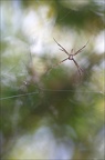 Vie d'une Argiope