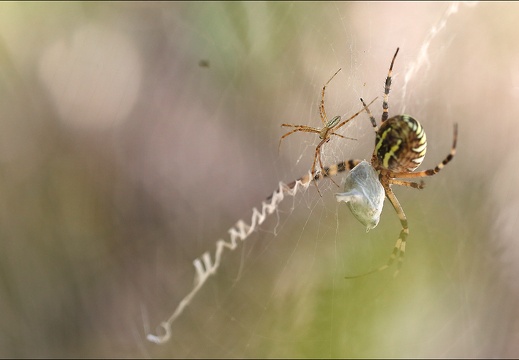 Argiope bruennichi 05-08-20 29 (1388 visits) Argiope bruennichi 05-08-20 29