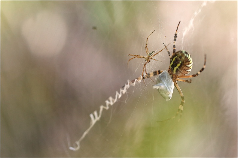 Argiope bruennichi 05-08-20 29