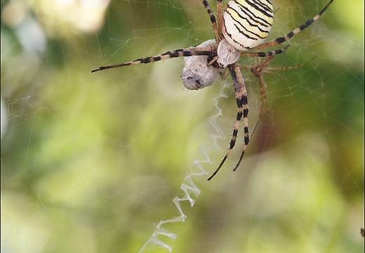 Argiope bruennichi 05-08-20 40 (1310 visits) Argiope bruennichi 05-08-20 40
