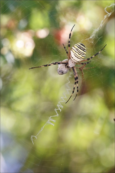 Argiope bruennichi_05-08-20_40.jpg