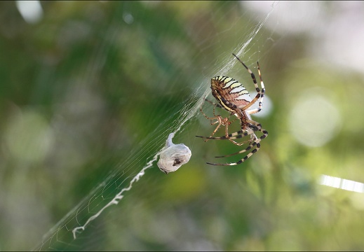 Argiope bruennichi 05-08-20 51 (1379 visits) Argiope bruennichi 05-08-20 51