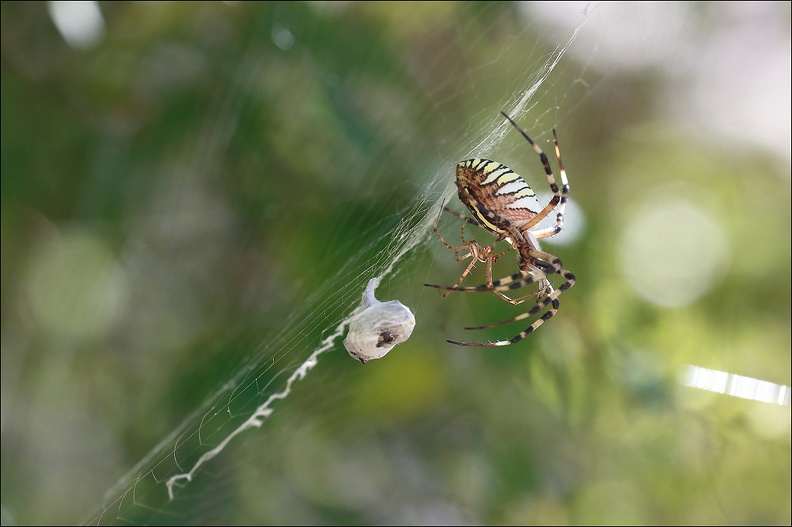 Argiope bruennichi 05-08-20 51