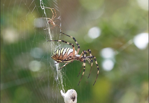 Argiope bruennichi 05-08-20 65 (1224 visits) Argiope bruennichi 05-08-20 65