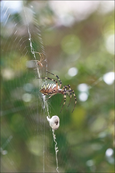 Argiope bruennichi_05-08-20_65.jpg