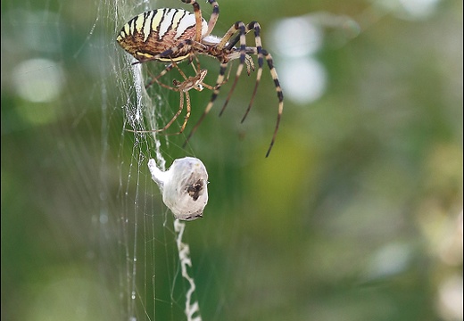 Argiope bruennichi 05-08-20 72 (1232 visits) Argiope bruennichi 05-08-20 72