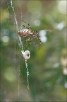 Argiope bruennichi 05-08-20 72