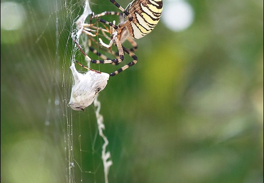 Argiope bruennichi 05-08-20 74 (1253 visits) Argiope bruennichi 05-08-20 74