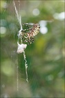 Argiope bruennichi 05-08-20 74