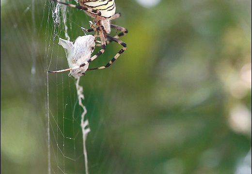 Argiope bruennichi 05-08-20 78 (1225 visits) Argiope bruennichi 05-08-20 78