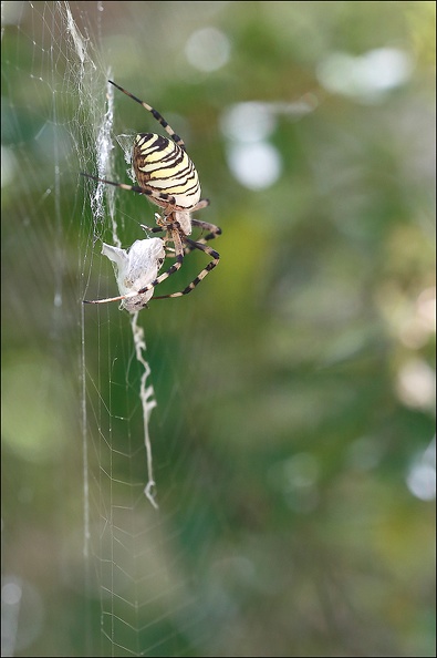 Argiope bruennichi_05-08-20_78.jpg