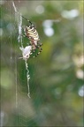 Argiope bruennichi 05-08-20 78