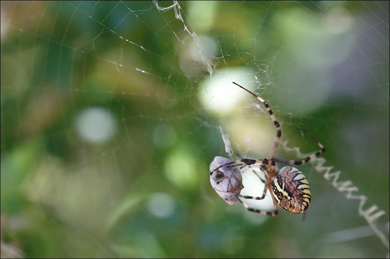 Argiope bruennichi_05-08-20_79.jpg