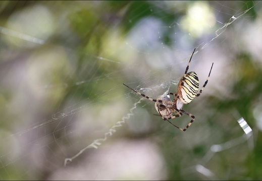 Argiope bruennichi 05-08-20 88 (1186 visits) Argiope bruennichi 05-08-20 88