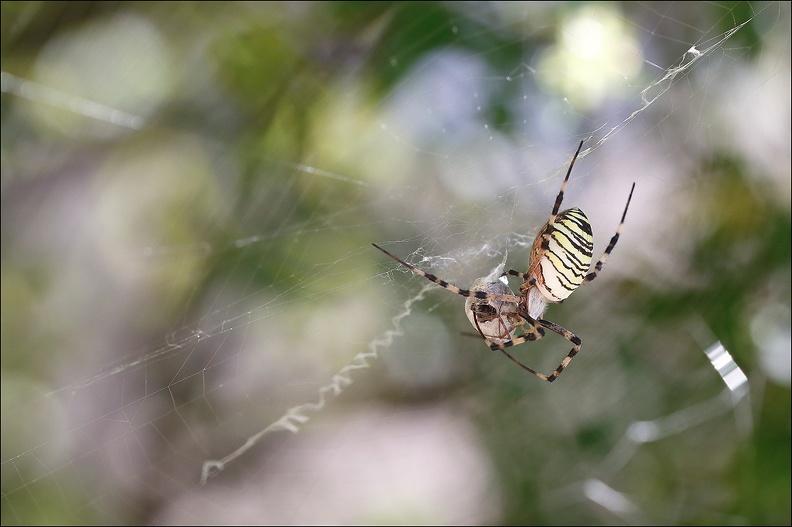 Argiope bruennichi 05-08-20 88