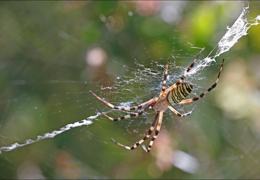 Argiope bruennichi 26-07-20 05 (1411 visits) Argiope bruennichi 26-07-20 05