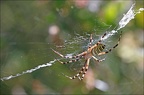 Argiope bruennichi 26-07-20 05