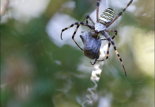 Argiope bruennichi 27-07-20 21 (1283 visits) Argiope bruennichi 27-07-20 21