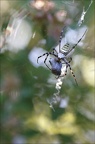 Argiope bruennichi 27-07-20 21