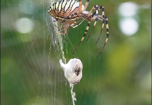 Argiope bruennichi 05-08-20 69 (1285 visits) Argiope bruennichi 05-08-20 69