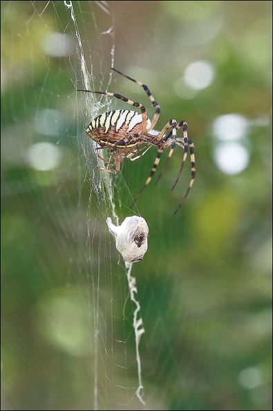 Argiope bruennichi 05-08-20 69