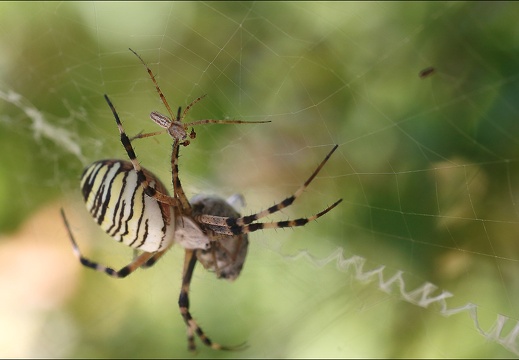 Argiope bruennichi 05-08-20 89 (1180 visits) Argiope bruennichi 05-08-20 89