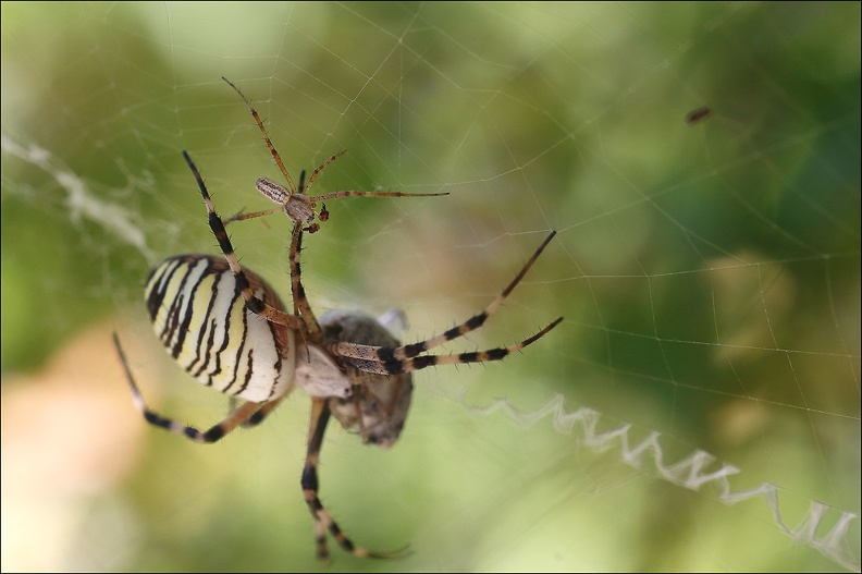 Argiope bruennichi 05-08-20 89