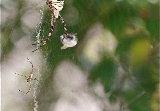 Argiope bruennichi 05-08-20 106 (1298 visits) Argiope bruennichi 05-08-20 106