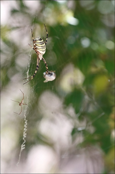 Argiope bruennichi 05-08-20 106