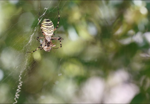Argiope bruennichi 05-08-20 113 (1401 visits) Argiope bruennichi 05-08-20 113