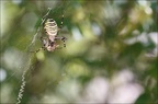 Argiope bruennichi 05-08-20 113