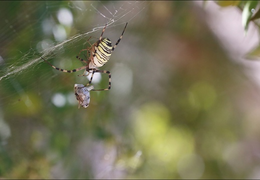 Argiope bruennichi 05-08-20 118 (2448 visits) Argiope bruennichi 05-08-20 118