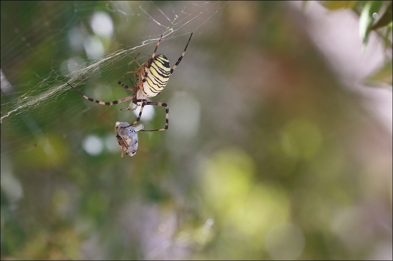 Argiope bruennichi_05-08-20_118.jpg