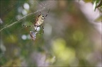 Argiope bruennichi 05-08-20 118