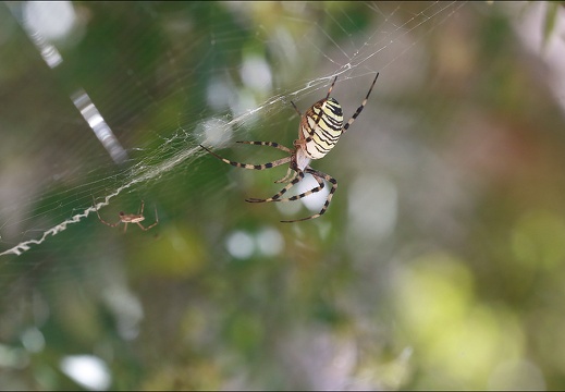 Argiope bruennichi 05-08-20 119 (1332 visits) Argiope bruennichi 05-08-20 119